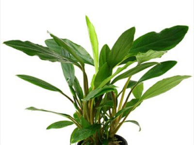 Хомаломена Секадау южная